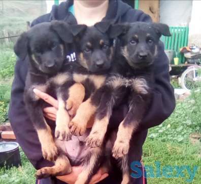 Продам щенков 2 месяца, фотография 3