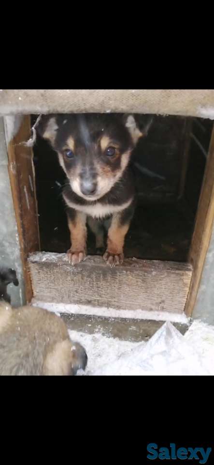 отдаю щенков, фотография 1