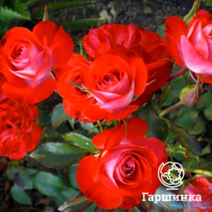 Роза плантен ун блюмен, топалович, фотография 1