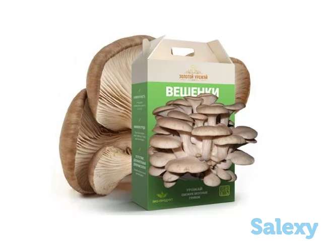 Грибное место, фотография 2