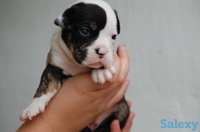 Лапочки-дочки, фотография 1