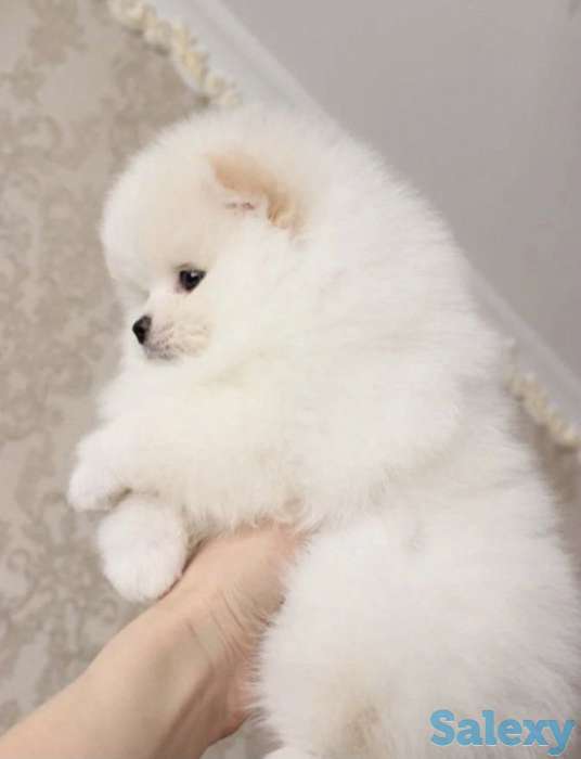 Кукольные мини мальчики и девочки доставка, фотография 4