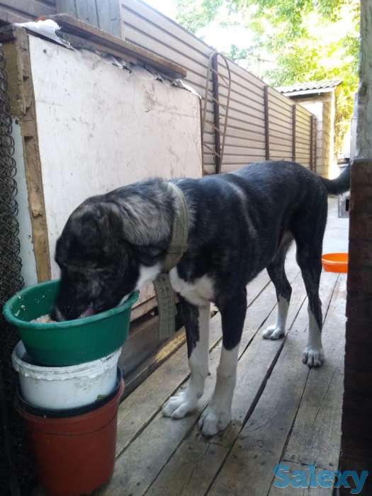 Продам алабая, фотография 1