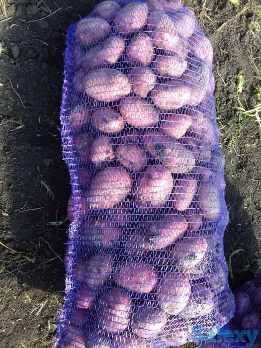 Продажа Картофеля Гала и Ред Леди 9.50 руб., фотография 2