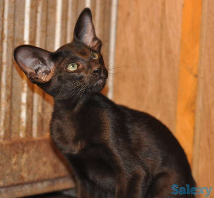 Ориентальные котята, фотография 2