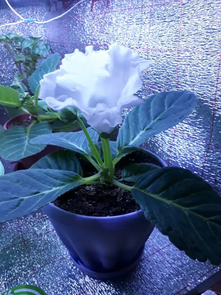 Продам цветы дешево, фотография 3