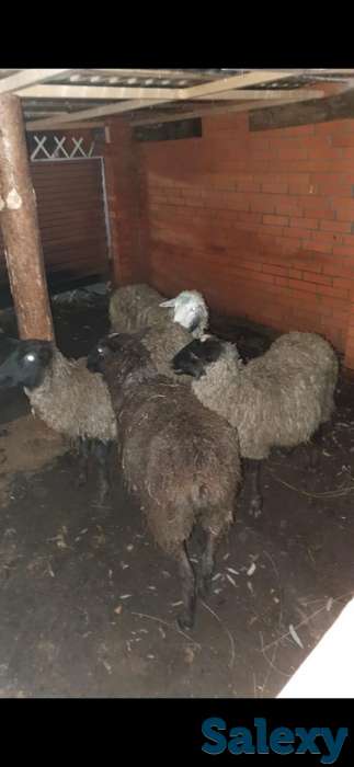 Продам овец романовских, фотография 4