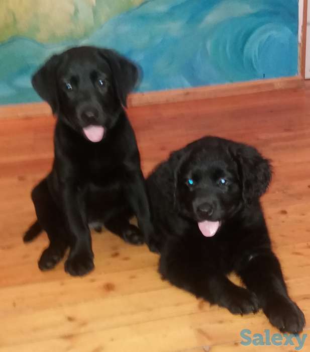 Продам щенков лабрадора черного окраса, фотография 10