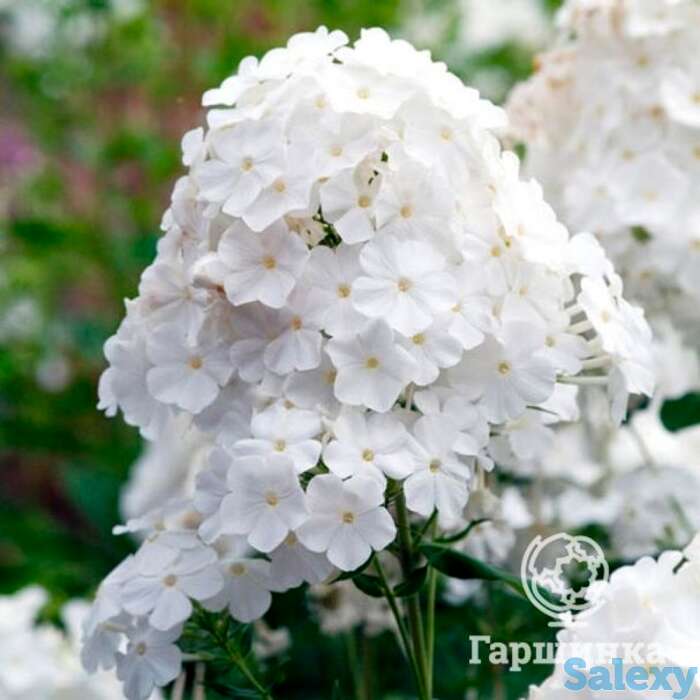 Флокс метельчатый Пина Колада, фотография 1