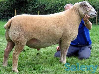 Племенные овцы Шароле (скот из Европы класса Элита и Элита Рекорд), фотография 5