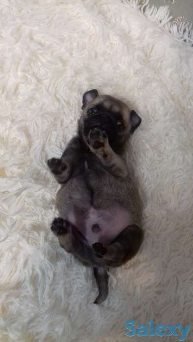 Мопс, фотография 2