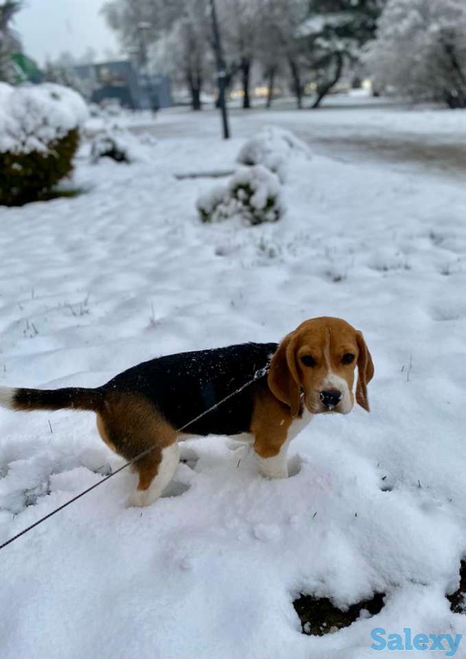 Бигль щенок, фотография 1