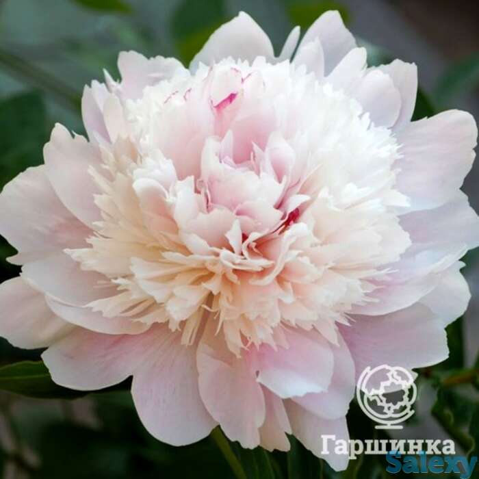 Пион ширли темпл, фотография 1