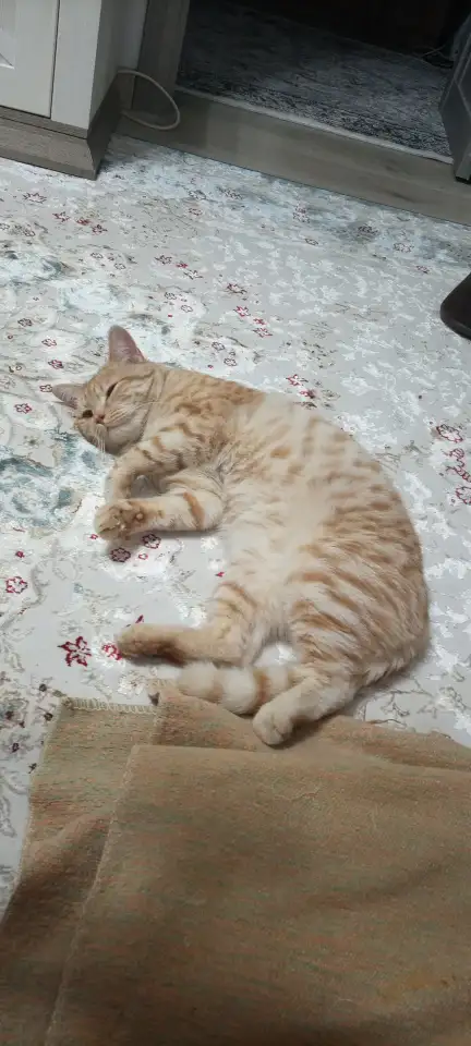 Продам кота, фотография 3