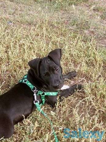 Срочно продам питбуля, фотография 1