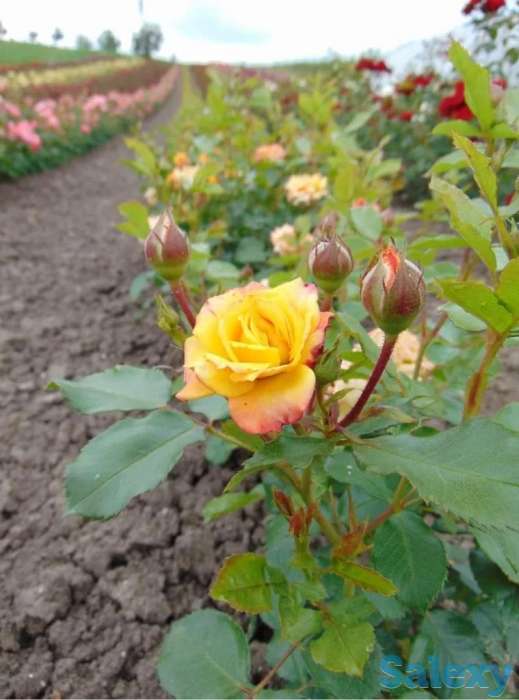 Саженец розы мини Сербия, фотография 2