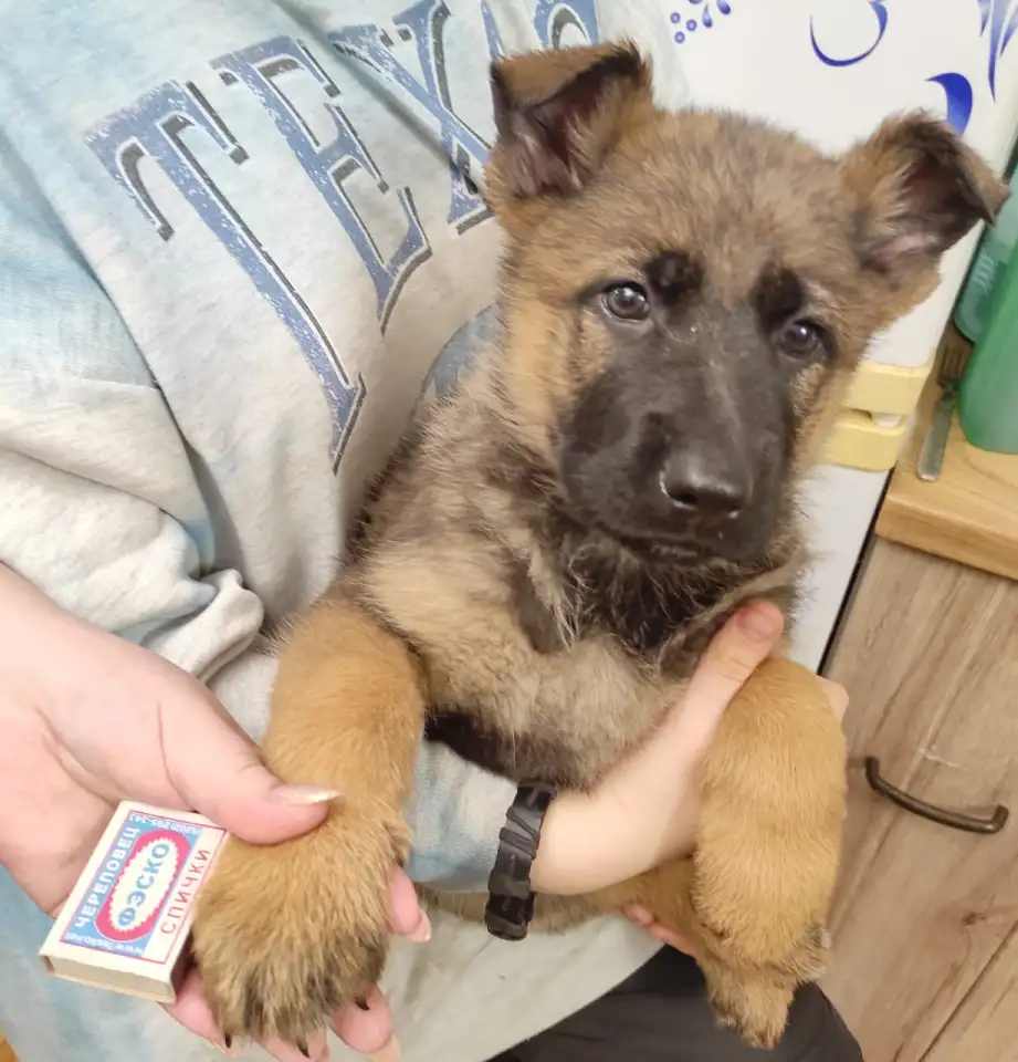 Щенки 100 немецкой овчарки, фотография 2