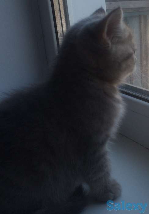 шотландский котенок, фотография 9