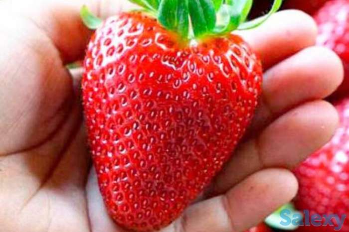 Рассада клубники Дуглас, фотография 4