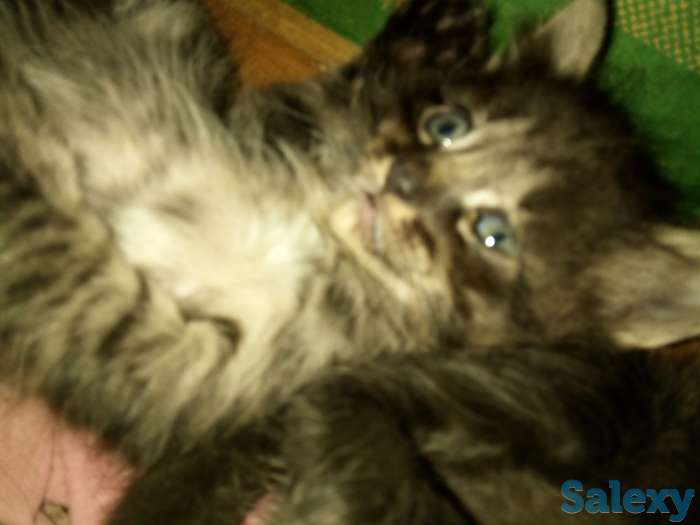 Котят в хорошие руки, фотография 4