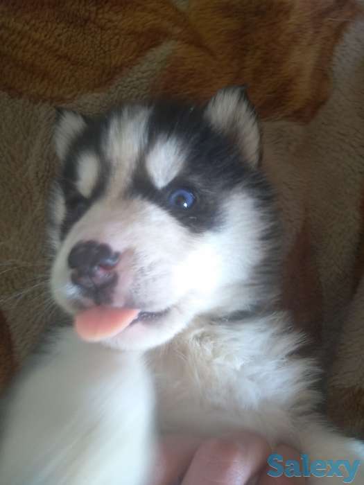 Продаю щенков сибирской хаски, фотография 1