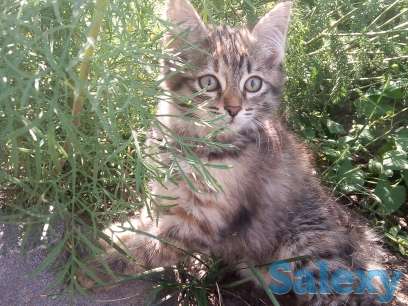 Отдам котят, фотография 4