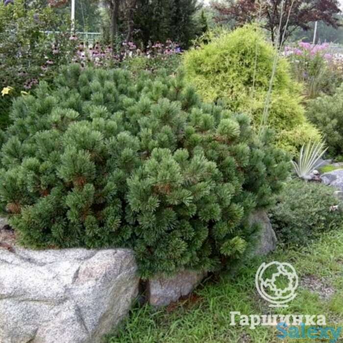 Сосна горная пумилио, фотография 1
