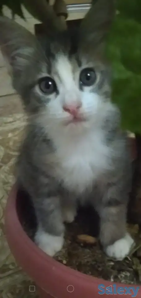 Отдам котят в хорошие заботливые руки, фотография 3