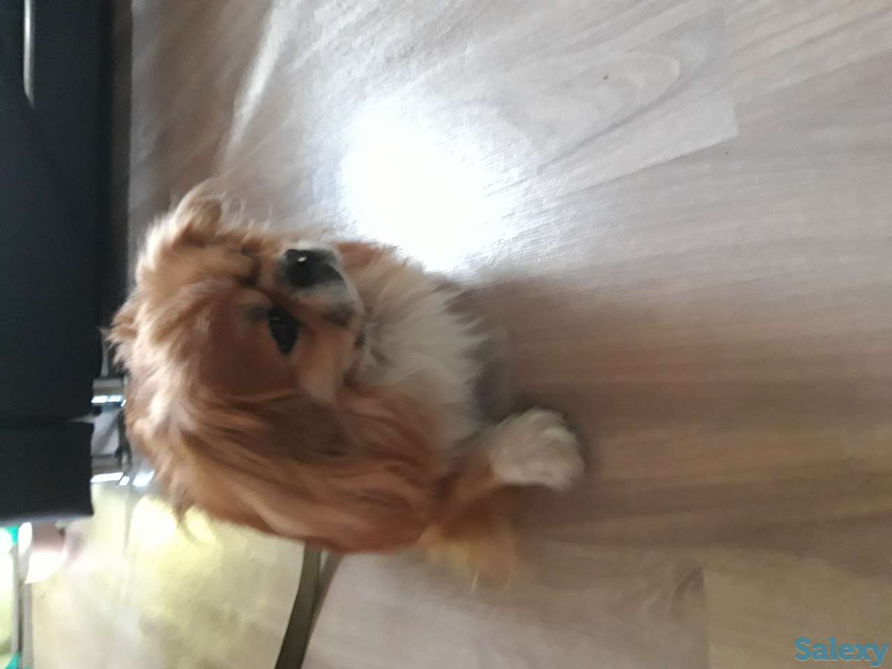 Отдам в хорошие руки пекинса мальчика 3года, фотография 2