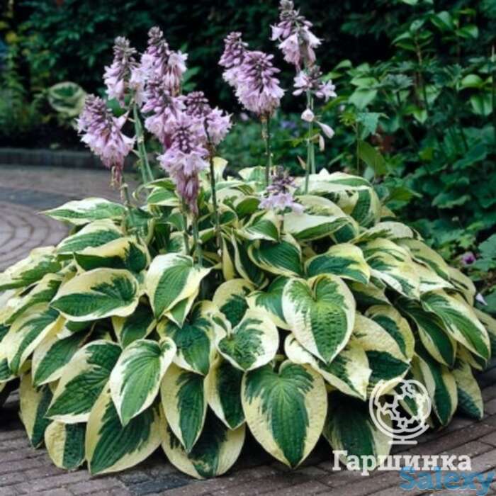 Хоста Уайт Брим (ML), фотография 1