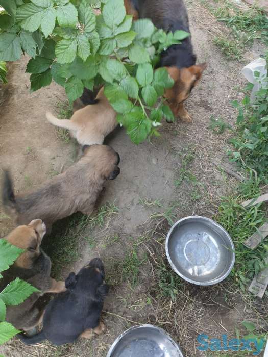 Отдам щенков в добрые руки!, фотография 3