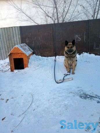 Восточно европейская овчарка, фотография 1