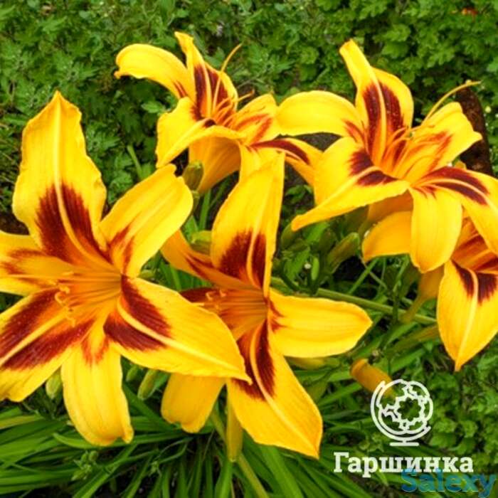 Лилейник Бонанза, фотография 1