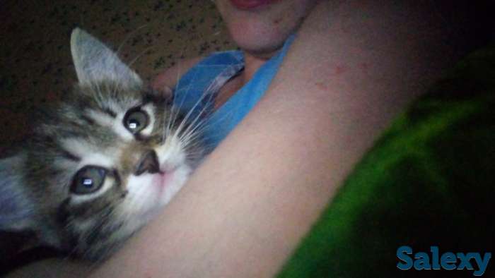 отдам котят в добрые руки, фотография 5