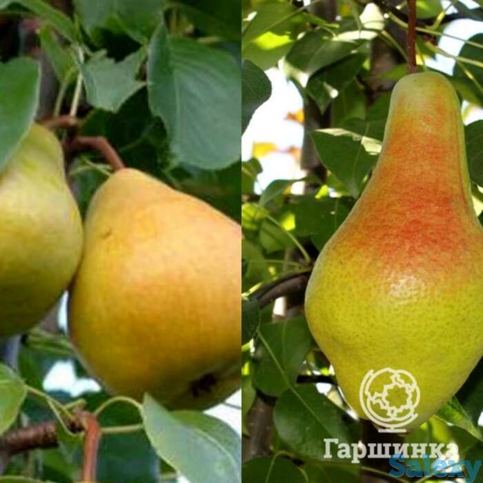 Груша 2 в 1: яковлевская/лада, фотография 1