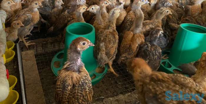 Цыплята по 500, фотография 1