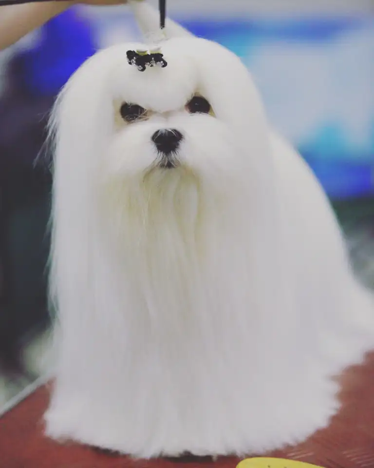 Щенок мальтезе, фотография 1