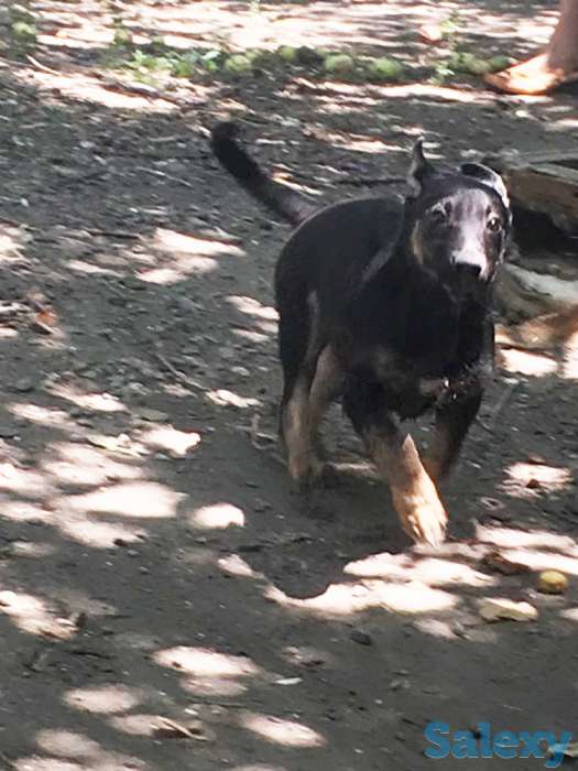 Отдам собаку в хорошие руки!, фотография 1