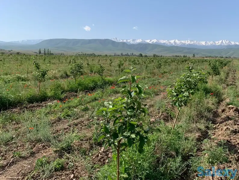 Продажа яблонево-сливовых садов в Алматинской области., фотография 1