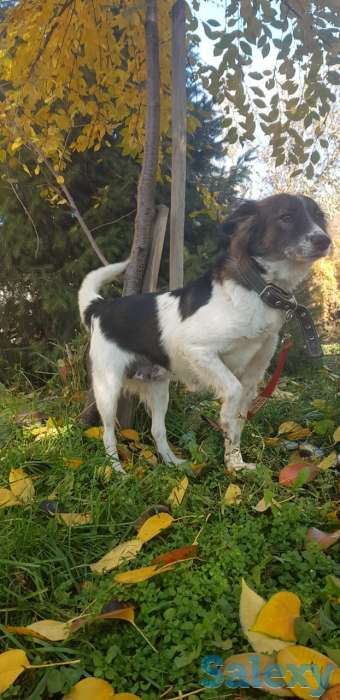 Добрая и умная собака в поисках дома, фотография 1