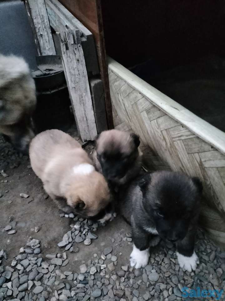 Продам щенков алабая, фотография 3