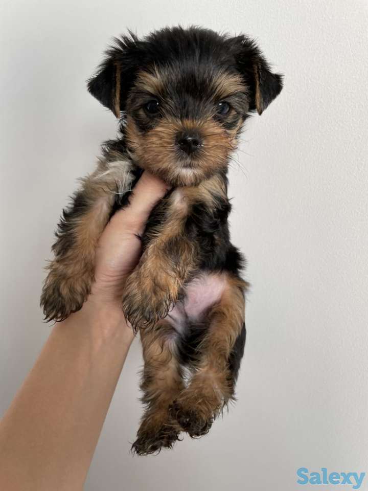 Щенки Йоркширского терьера, фотография 9