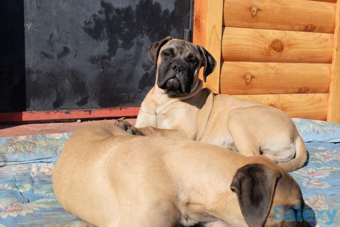 Щенки Бульмастифа, фотография 6