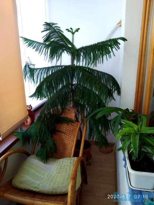 Араукария, фотография 1