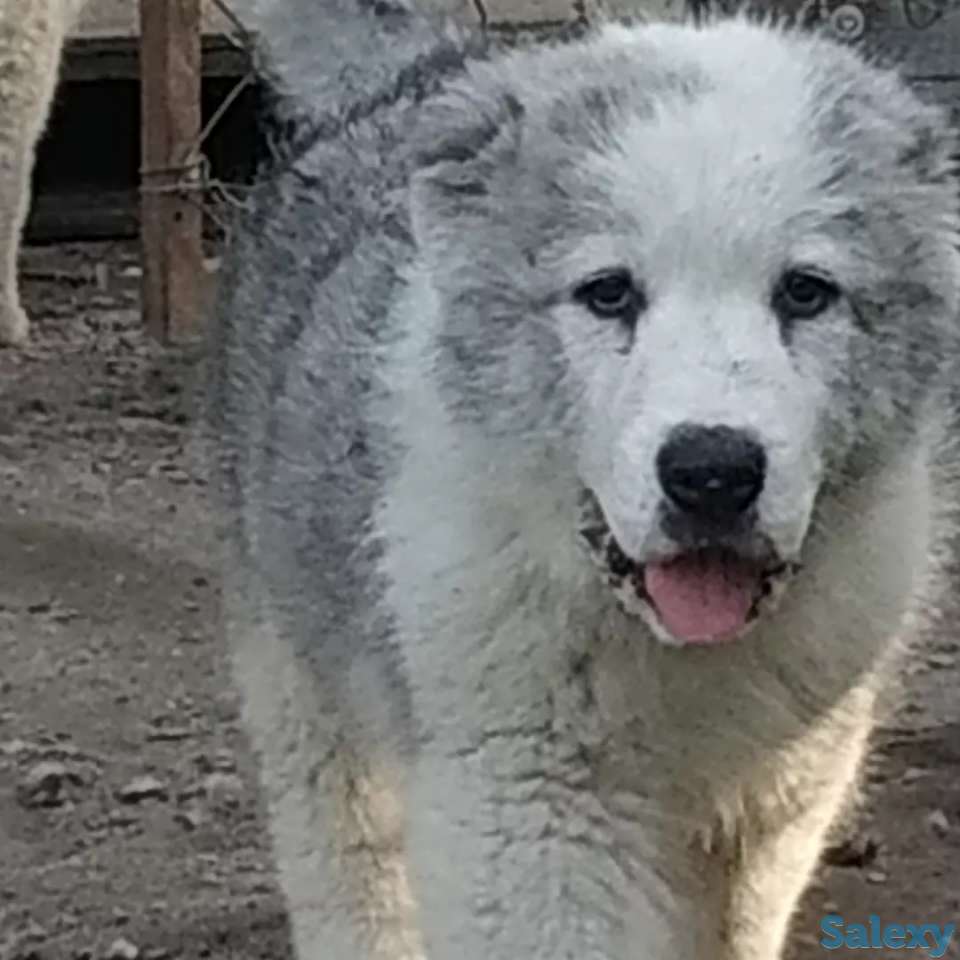 Щенки САО, фотография 2