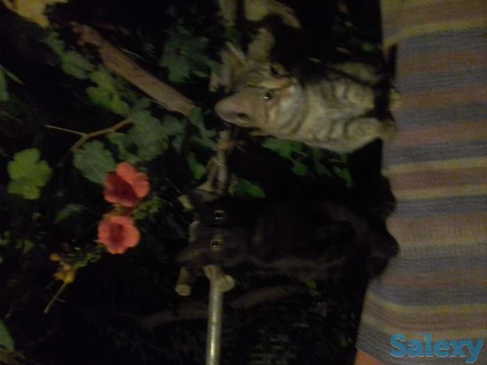 Отдадим ласковых,  добрых, ручных котят  даром в надежные , заботливые , добрые руки.  Знают двор, не боятся собак., фотография 6