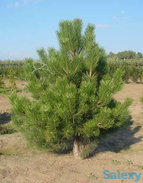 Оптовая продажа саженцев и лиственных деревьев, фотография 1