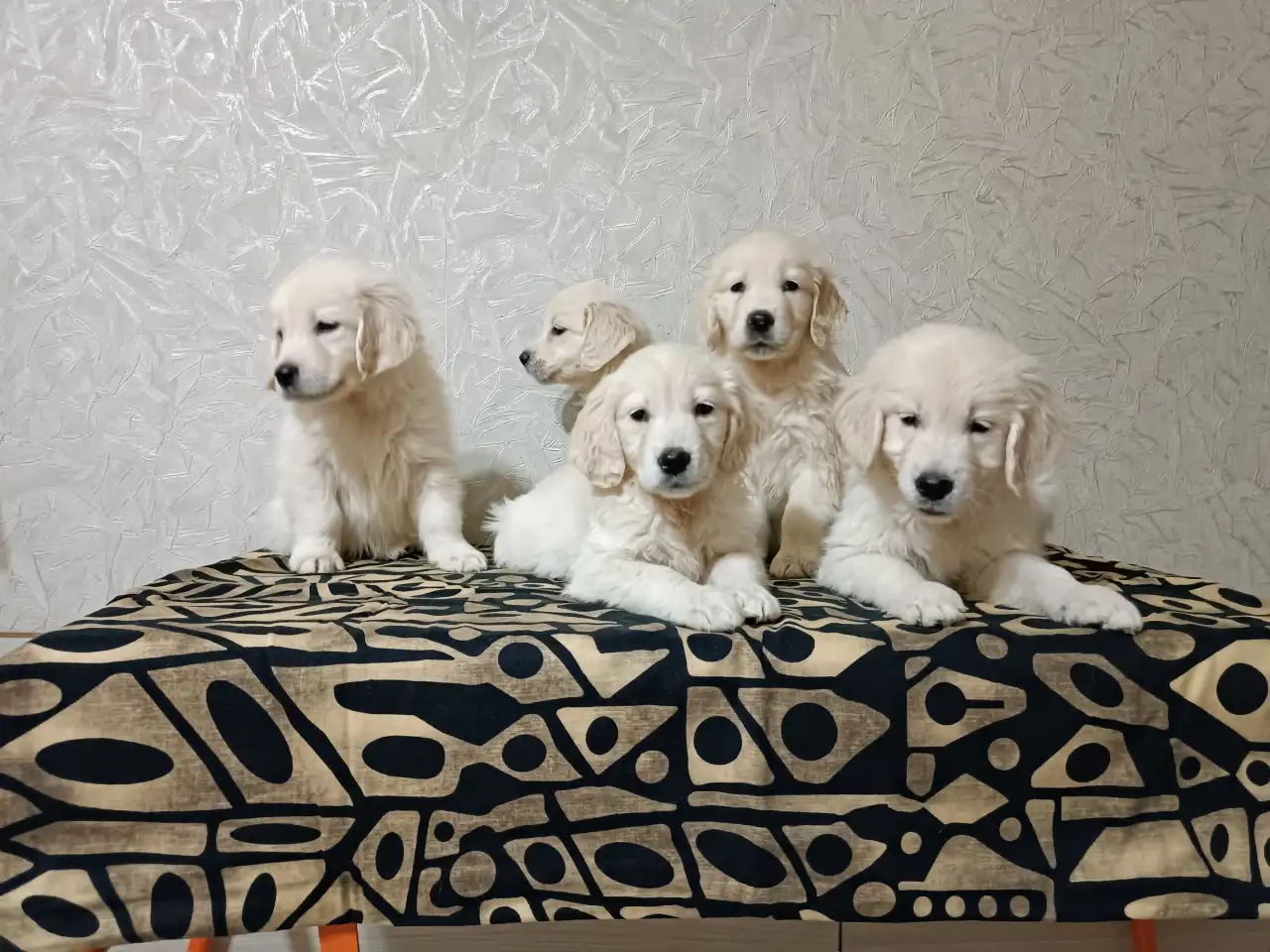 Щенки золотистого ретривера, фотография 4