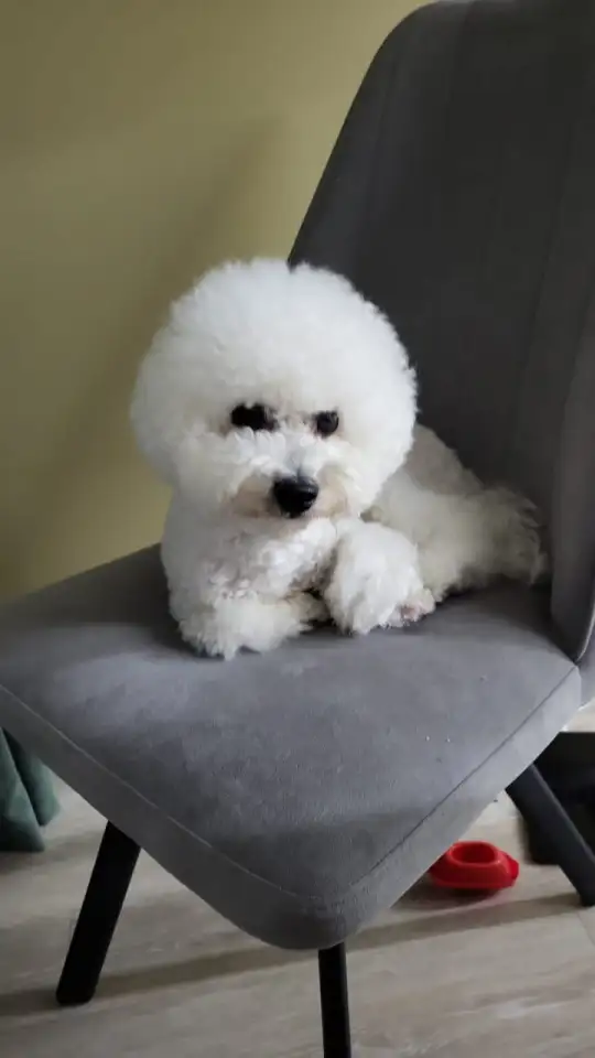 Ищем подружку своему любимчику, фотография 5