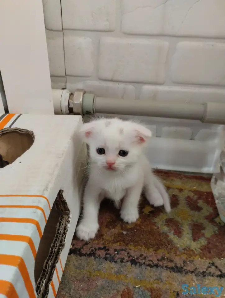 Продаются котята. Шотландская вислоухая., фотография 3